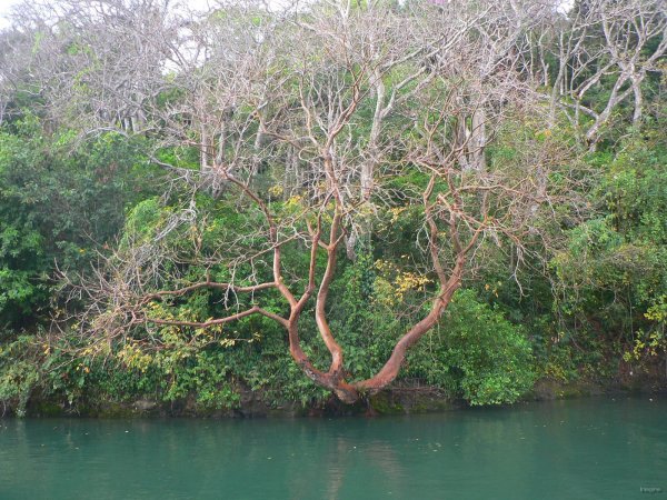 99- Nature vierge du lac Gatun 